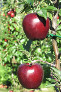 apple tree