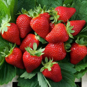 Mid-late strawberry seed - Sibilla pbr - CIV Consorzio Italiano ...