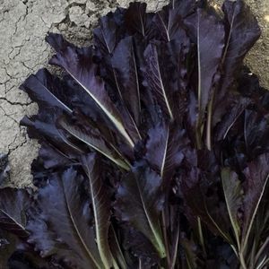 annual lettuce seeds