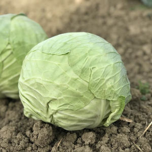 annual cabbage seeds