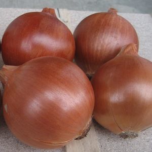 Hybrid onion seed - Hi Keeper - thompson-morgan - yellow