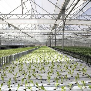 nutrient film technique soilless system