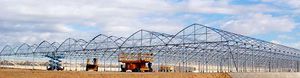 multi-tunnel greenhouse / commercial production / plastic / permanent