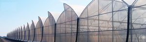 multi-tunnel greenhouse