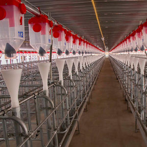 pig feeding equipement