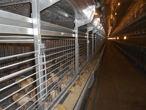 chicken rearing cage / with manure removal system / with egg belts / galvanized