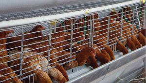 chicken rearing cage / chicks / with manure removal system / galvanized