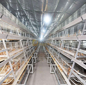 broiler rearing cage with manure removal system