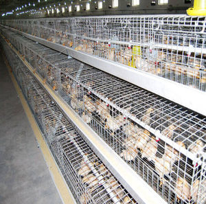 galvanized broiler rearing cage