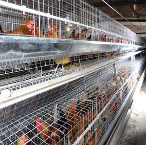 broiler rearing cage with manure removal system