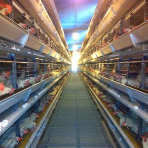 pullet farming system