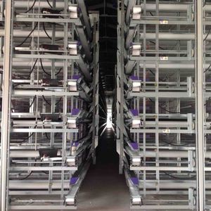 pullet farming system
