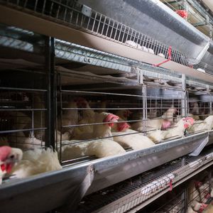 pullet farming system 1