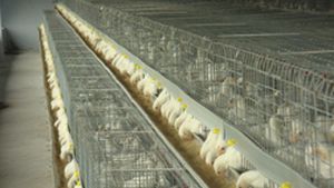 chicks rearing cage / galvanized
