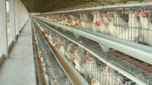 layer rearing cage / galvanized