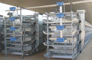 pullet farming system