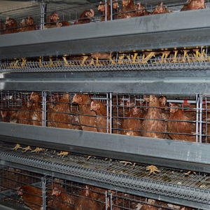 3-stage layer rearing cage