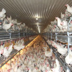 layer aviary system / multi-tier / indoor