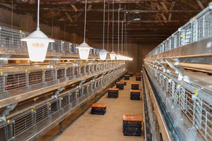 aviary Pullet rearing system