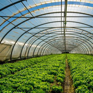 greenhouse film