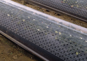 weed control film