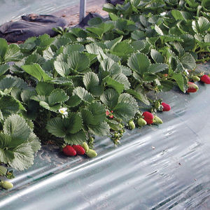 weed control sheeting