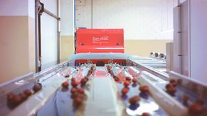 cherry sorting machine