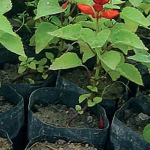colored planting bag