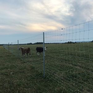 protection wire fence