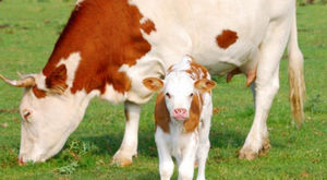 reproduction nutritional supplement
