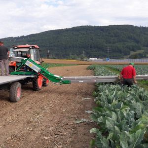 vegetable harvesting belt
