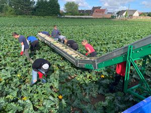 vegetable harvesting belt