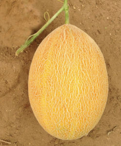 medium early melon seeds