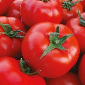 red tomato seed 1