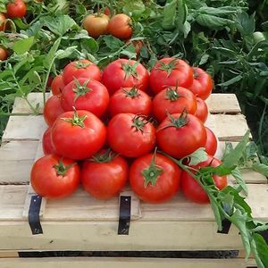 red tomato seed 1