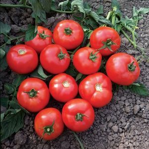 red tomato seed 1