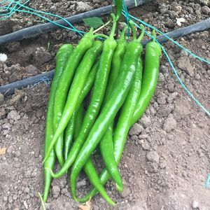 early pepper seed 1