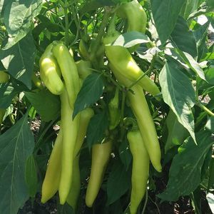 greenhouse cultivation pepper seed 1