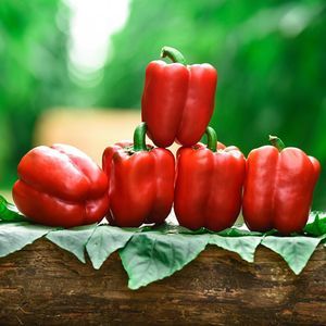 medium early pepper seed 1