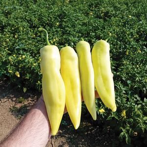 greenhouse cultivation pepper seed 1