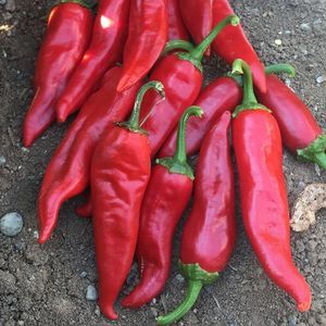 very early pepper seed 1