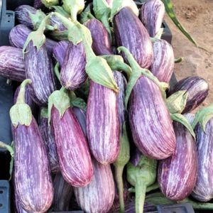 cylindrical eggplant seed 1