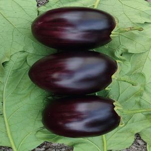 early eggplant seed 1