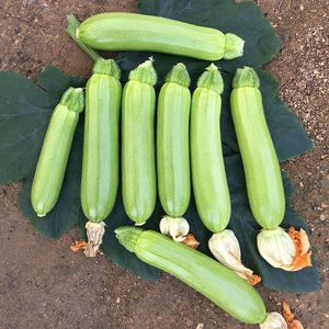 early squash seed