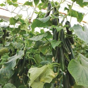 very early cucumber seed 1