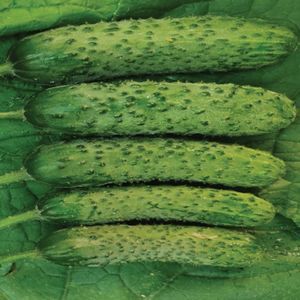 green cucumber seed 1