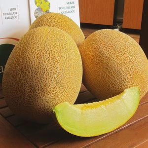 early melon seed 1