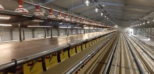 pullet farming system 1
