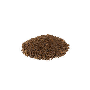 bean seeds