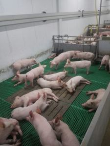 plastic floor panel 1